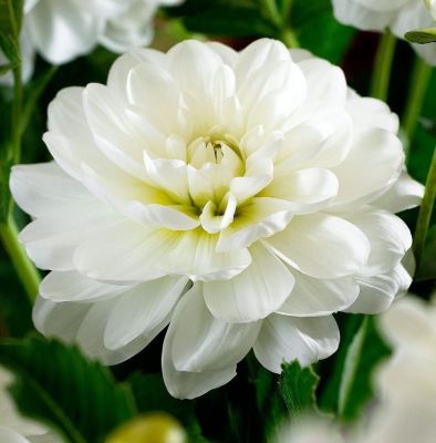 1 หัว/ออเดอร์ รักเร่ Dahlia rhizome สายพันธุ์ White Onesta หัวรักเร่ ดอกไม้ หัวหน่อ เหง้า นำเข้า เนเธอร์แลน