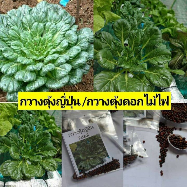 เมล็ด-ผักกวางตุ้ง-ดอกไม้ไฟ-tat-soi-chinese-flat-cabbage-บรรจุ-50-เมล็ด