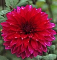 1 หัว/ชุด รักเร่ Dahlia Bulb สายพันธุ์ Zorro หัวรักเร่ ดอกไม้ หัวหน่อ เหง้า นำเข้า เนเธอร์แลน หัวสดใหม่