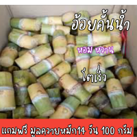 ท่อนพันธุ์ อ้อยคั้นน้ำ สายพันธุ์ไหม่ สุพรรณบุรี 50 ท่อนละ 3บาท หอม หวานกว่าเดิม