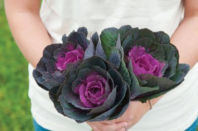 50 เมล็ดพันธุ์ กะหล่ำประดับ (Ornamental Cabbage) Cabbage flower seed มีคู่มือพร้อมปลูก อัตรางอก 80-85%