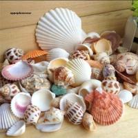 【OPHE】100g Mixed Sea Beach Shells Crafts Seashells Aquarium Photo Props