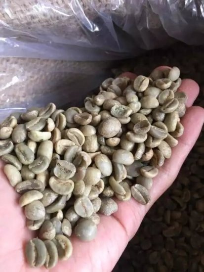 Nhân cà phê arabica cầu đất chất lượng cao 1kg cam kết giống chuẩn có bảo - ảnh sản phẩm 1