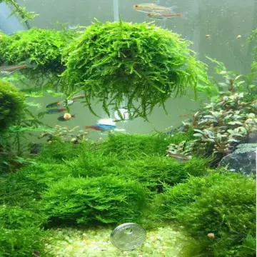 3-4cm Marimo Moss Balls Live Aquarium Plant Algae Fish Shrimp Tank