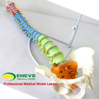 Cross-border color model human body skeleton model spine bonesetting practice spine model