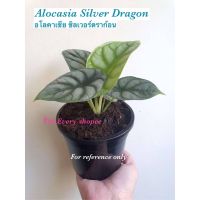 ต้นอโลคาเซีย ซิลเวอร์ดราก้อน(Alocasia Silver Dragon)ไม้เพาะเนื้อเยื่อ