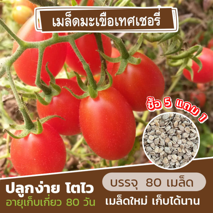 เมล็ดมะเขือเทศเชอรี่ พันธุ์ทับทิมแดง แบ่งขาย 80 เมล็ด (ซื้อ 5 แถม 1) คละชนิดได้