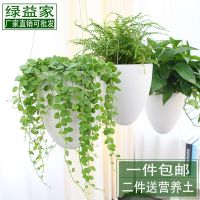 [COD] Hanging green radish automatic water-absorbing lazy flower balcony hanging basket European-style frosted indoor