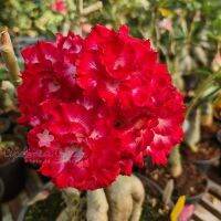 10 เมล็ด เมล็ดพันธุ์ ชวนชม สายพันธุ์ไต้หวัน สีแดง Adenium seed กุหลาบทะเลทราย Desert Rose ราชินีบอนไซ มีคู่มือปลูก นำเข้าจากไต้หวัน