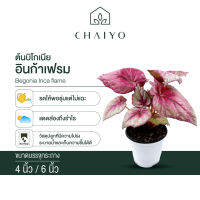 บิโกเนีย อินก้าเฟรม (Begonia Inca flame) กระถาง 4 นิ้ว และ 6 นิ้ว