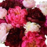 10 เมล็ด เมล็ดโบตั๋น ดอกโบตั๋น ดอกพีโอนี (Peony) คละสี ดอกไม้นี้​เป็นสัญลักษณ์ของความมั่งคั่งร่ำรวย ความซื่อสัตย์ เปอร์เซ็นต์การงอก 70-80%