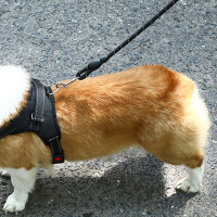 Pet Harness Leash สายจูงสุนัขกลางแจ้งแบบสะท้อนแสงสะท้อนแสงพร้อมสายจูงสำหรับสุนัขขนาดกลางและใหญ่