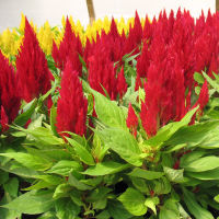 70 เมล็ด สร้อยไก่สีแดง - Red Celosia