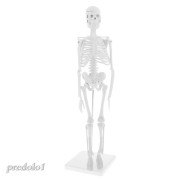 Mô hình chi tiết bộ xương người cao 45cm dùng trong giảng dạy