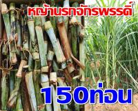 หญ้านรกจักรพรรดิ์ (150ท่อน) พันธุ์แท้ แตกกอดีมาก