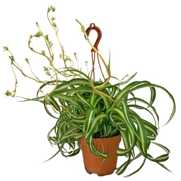 Bonnie Caribbean Spider Plant