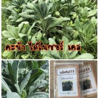 เมล็ดคะน้าไดโนซอร์ เคล (ซื้อ 10 แถม 1 คละอย่างได้)