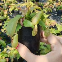 มาใหม่จ้า ต้นหม้อข้าวหม้อแกงลิง แคระ (Tropical pitcher plants) ไม้เพาะเมล็ด ต้นไม้กินแมลง ขนาดจิ๊ว ลูกผสม แข็งแรงทุกต้น จัดส่งพร้อ คุ้มสุดสุด ต้นไม้ ฟอก อากาศ กระถาง ต้นไม้ ไม้ ประดับ ต้นไม้ ปลูก ใน บ้าน