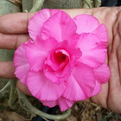10 เมล็ด เมล็ดพันธุ์ Bonsai ชวนชม สายพันธุ์ไต้หวัน สีชมพู Adenium Seed กุหลาบทะเลทราย Desert Rose ราชินีบอนไซ มีคู่มือปลูก นำเข้าจากไต้หวัน