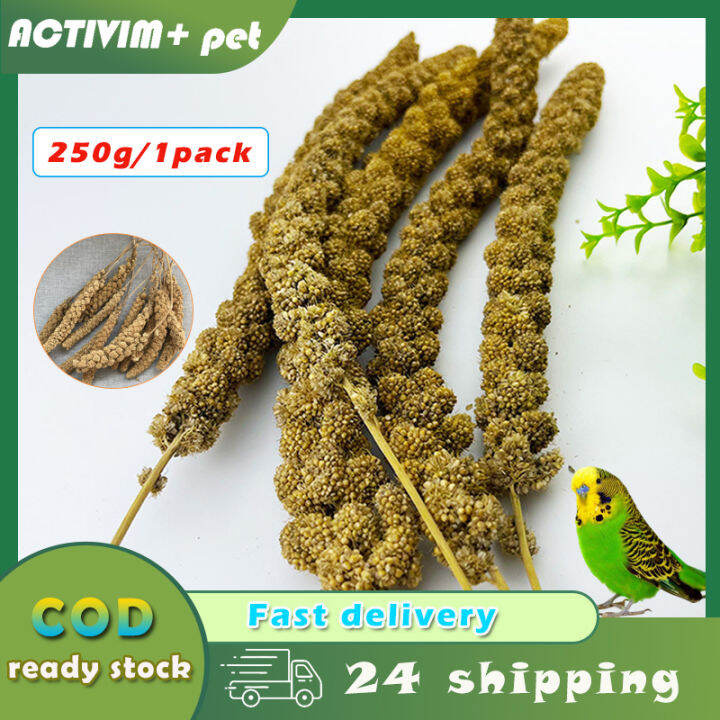 Bird Food Spray Millet Natural Golden Spray Millet for Feeding Parrot