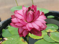 5 เมล็ด เมล็ดพันธุ์บัว บัวนอก สายพันธุ์ Red Kapok สีชมพู แดง บัวแคระ Micro Lotus(Tea Cup Lotus) บัวจักรพรรดิ์ บัวสวมงาม บัวนำเข้า Lotus Seeds