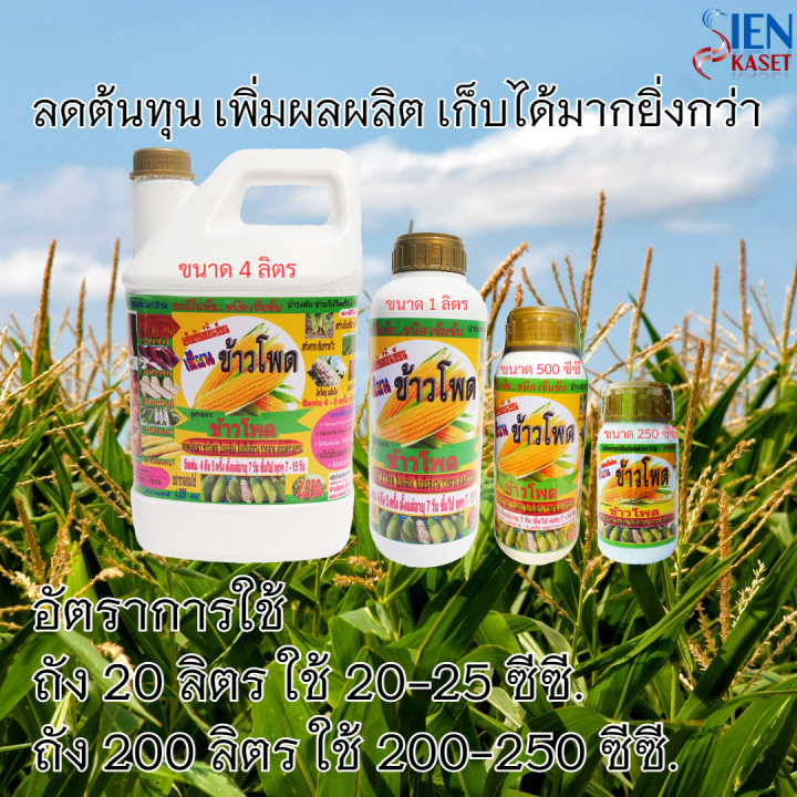 พร้อมส่ง-เซียนข้าวโพดเร่งฝัก-ขนาด-1ลิตร-ฮอร์โมนข้าวโพด-ปุ๋ยฉีดข้าวโพด-ปุ๋ยทางใบ-ฮอร์โมนพืช-อะมิโน-ปุ๋ยสูตร-ยาฉีดข้าว5