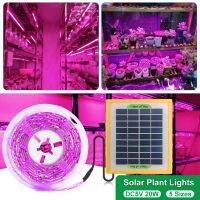 【โรงงาน】20W แผงเซลล์แสงอาทิตย์ LED Grow Light Spectrum เต็ม5V Grow ริ้วสายไฟ2835 LED Phyto สำหรับโรงเรือนกระจกปลูกผักไฮโดรโปนิค