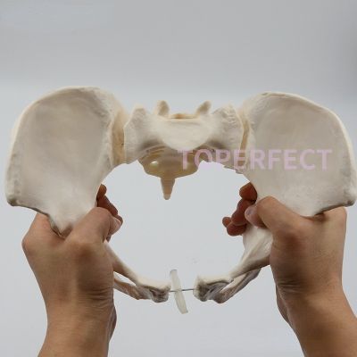 1:1 Life Size Movable Sacrum Hip Female Pelvis Anatomy Floor Muscles