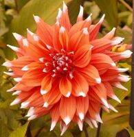 35 เมล็ด เมล็ดพันธุ์ Home Plant Seed Dahlia Spectacular สายพันธุ์ยุโรป ดอกรักเร่ นำเข้าจากอังกฤษ ดอกใหญ่ พร้อมคู่มือปลูก Dahlia Seed