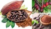 Giá dùng thử -bột cacao nguyên chất  2 kg 4 hộp  bột cacao nguyên chất từ - ảnh sản phẩm 6