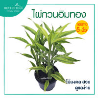 ไผ่กวนอิมทอง ในกระถาง 5 นิ้ว  Lucky bamboo ต้นไม้ฟอกอากาศ ต้นไม้ ต้นไม้ร่ม ต้นไม้มงคล ต้นไม้เล็กๆ กวนอิม