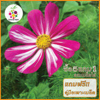 5 แถม 1 เมล็ดพันธุ์ดอกคอสมอส (Cosmos Flower Seed)  เมล็ดพันธุ์แท้ ปลูกง่าย อัตรางอกสูง เก็บเมล็ดปลูกต่อได้ ไม่กลายพันธุ์