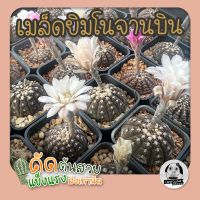 เมล็ดยิมโนจานบิน (Gymnocalycium Ragonesei)100 เมล็ด?เมล็ดแคคตัส❤️-กระบองเพชร