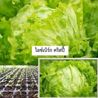 เมล็ดไอซ์เบิร์ก 200 เมล็ด (ซื้อ10แถม1 คละได้)