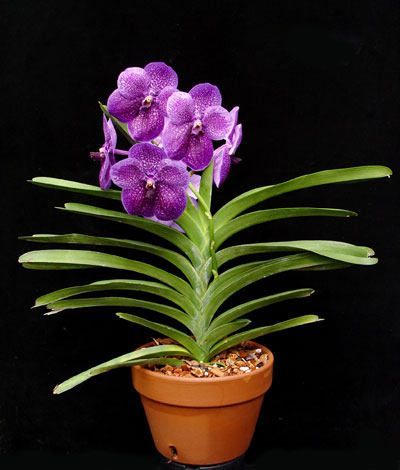 30-เมล็ดพันธุ์-bonsai-เมล็ดกล้วยไม้-ฟาแลนนอปซิส-phalaenopsis-orchids-orchid-flower-seed-อัตราการงอกของเมล็ด-80-85