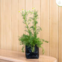 Treeno.9 T485 คาโมมายล์ (Chamomile) ส่งแบบ ถุงดำ 6 นิ้ว / สูง 15-30 cm. / สมุนไพรฝรั่ง กลิ่นหอม ประโยชน์ดีต่อสุขภาพ (Herb)