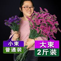 [COD] Yunnan natural forget-me-not dried flower bouquet real decoration living room and large arrangement sells over the sky by catty