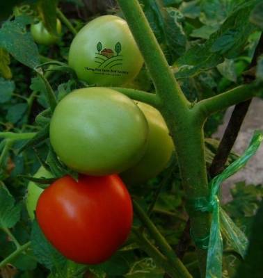 มะเขือเทศ Green Plum Tomatoes seeds  เมล็ดพันธุ์มะเขือเทศลูกท้อสีเขียว บรรจุ 10 เมล็ด