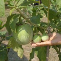 50 เมล็ด เมล็ดพันธุ์ มะเขือเปราะยักษ์ พันธุ์หยกภูพาน Yok Poo Pan Giant Eggplant Seed