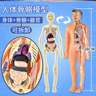Structure model removable assembled bone organs 3 d frame internal medical anatomy of early childrens toys