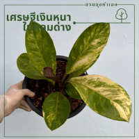 เศรษฐีเงินหนาด่าง ตระกูลหน้าวัว ด่างเหลือง Anthurium jenmanii Engl var. ต้นไม้สะสม ต้นไม้มงคล แต่งบ้าน