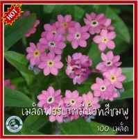 100 เมล็ด ฟอร์เก็ตมีน็อต สีชมพู Pink Forget me not เมล็ดอย่าลืมฉัน เมล็ดฟอร์เก็ตมีน็อตสีชมพู เมล็ดพันธุ์ฟอร์เก็ตมีน็อต ฟอร์เก็ตมีน็อต