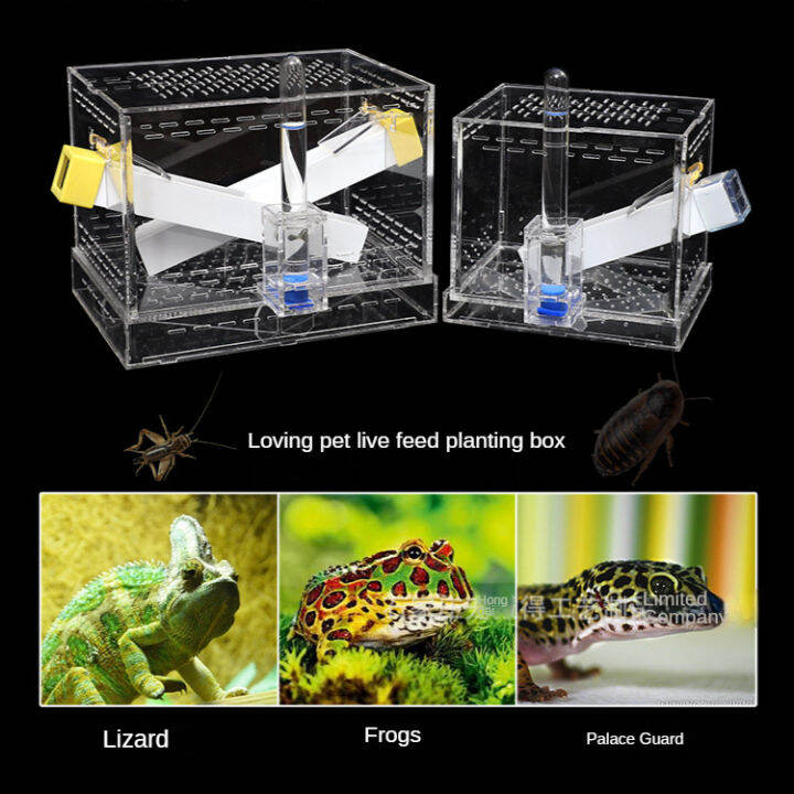 Cricket Dubia Vivipara Feeding Box Pet Dai De Feeding Box Feed 