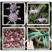 2 หัว หัวว่านเศรษฐีน้ำเต้าทอง ว่านมหามงคล ว่านระฆังทอง  Pancratium zeylanicum L เป็นว่านเสี่ยงทายเหมือนกัน