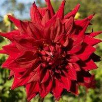 1 เหง้า/ชุุด รักเร่ Dahlia Bulb สายพันธุ์ Hollyhill Samurai หัวรักเร่ ดอกไม้ ดอกรักเร่ เหง้า นำเข้า ยุโรป หัวสดใหม่ ผ่านการแช่เย็นแล้ว