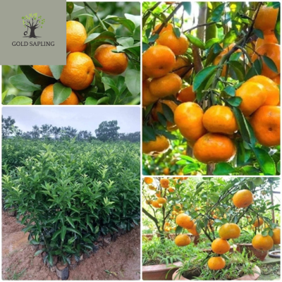 ต้นส้มไร้เมล็ดหวาน สูง 50-70ซม. ไม่มีเมล็ด ผิวสีเหลือง ความหวานและโภชนาการสูง