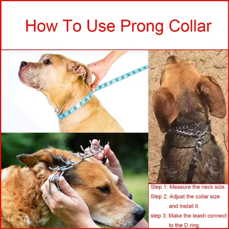 how long should a dog wear a prong collar