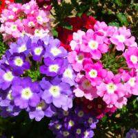 เมล็ด คุณภาพดี ราคาถูก 200 pcs Mixed color Verbena hybrida seeds indoor and outdoor balcony potted hanging เมล็ดดอกไม้สวย ต้นไม้มงคล ต้นไม้ประดับ พันธุ์ดอกไม้ ต้นไม้จิ๋วจริง ดอกไม้จริง ต้นไม้ฟอกอากาศ บอนไซ ผักสวนครัว Flower Seeds Plant