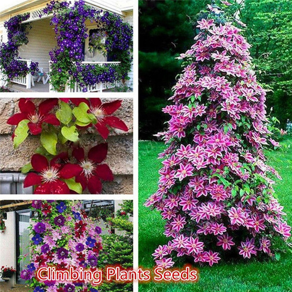 50Pcs 24 Colors Mixed Clematis Climbing Plant Seeds Flower Home Garden Decor 