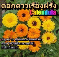 เมล็ดพันธุ์ คาเลนดูล่า ดาวเรืองฝรั่ง ดาวเรืองหม้อ 50 เมล็ด Calendula Seed เมล็ดพันธุ์แท้ นำเข้าจากต่างประเทศ ปลูกผัก สวนครัว